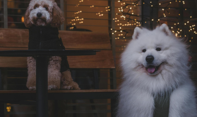 Dog Friendly Stays at The Rex